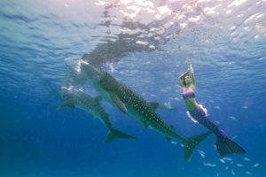 Underwater Photo Shoot with Mermaids and Whalesharks