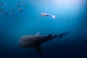 Real Life Mermaid Kat swimming with a Whale Shark in the Maldives