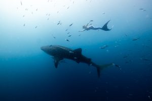 Mermaiding with Whale Sharks in the Philippines